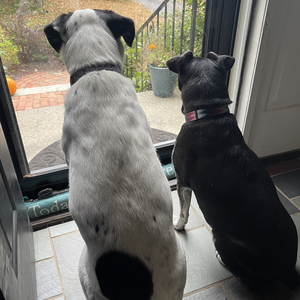 Team Page: Donald Paw Squad